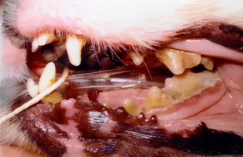 狗去除牙结石有危险吗,狗去牙结石最有效的办法
