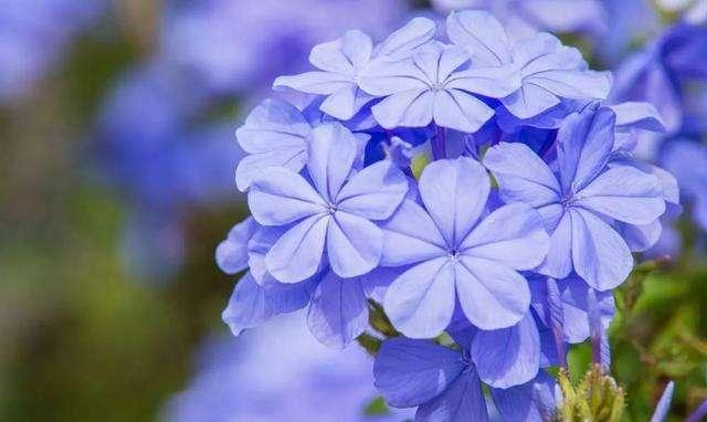 马上就是蓝雪花的花期了，想要它开花多，这几个养护技巧你要知道