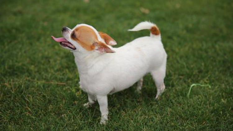 吉娃娃天生的技能,吉娃娃遛娃神器