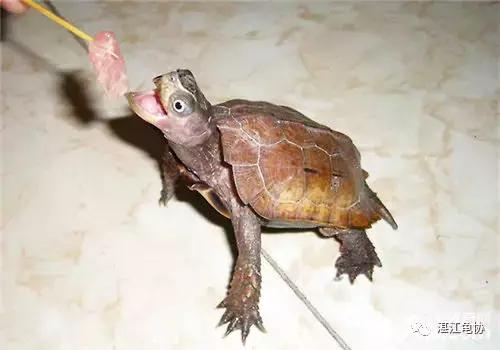 枫叶龟繁殖,枫叶龟能长多大