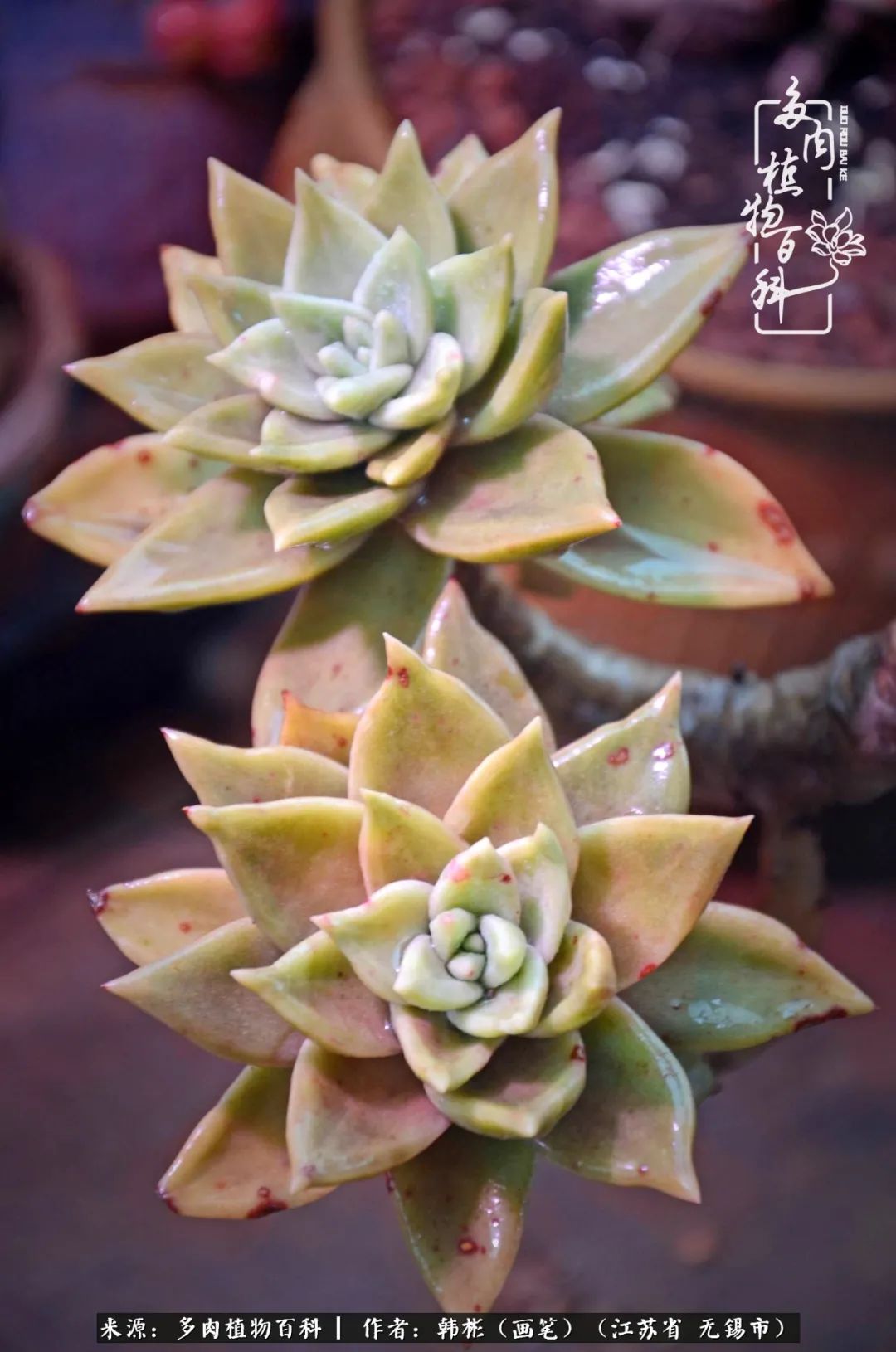 听音乐赏多肉,听音乐赏花赏美景