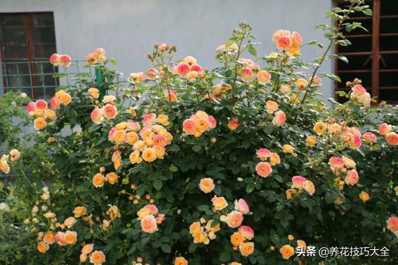 四季开花的月季又香又好养有几种,最漂亮10种盆栽月季