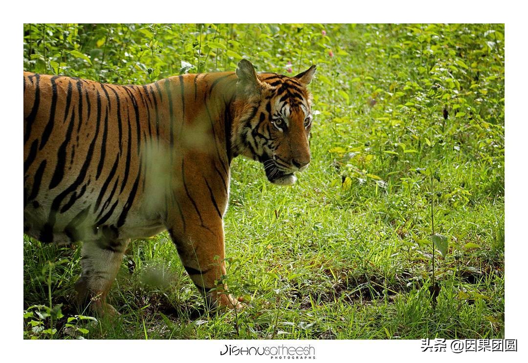 虎王拉贾孩子,虎王拉贾儿子怎么死的