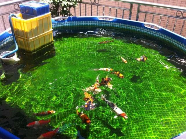 鱼缸饲养锦鲤注意事项视频,水族箱养锦鲤注意事项和禁忌