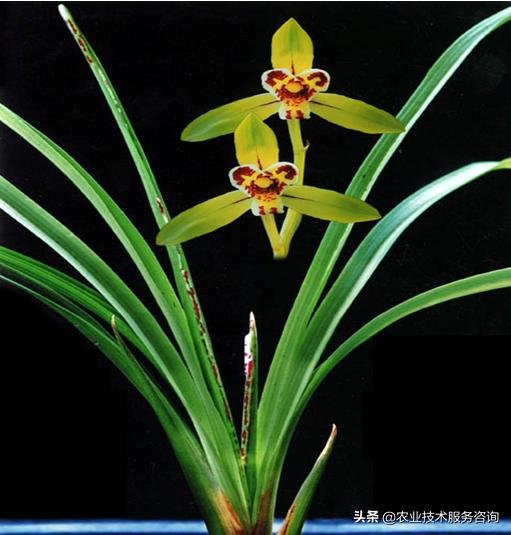 几种名贵兰花品种,名贵兰花品种十大排名