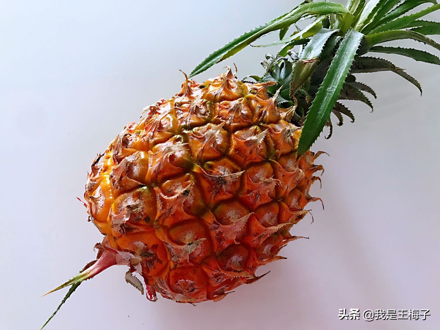 菠萝和凤梨的区别视频解析,菠萝和凤梨口感有什么区别啊