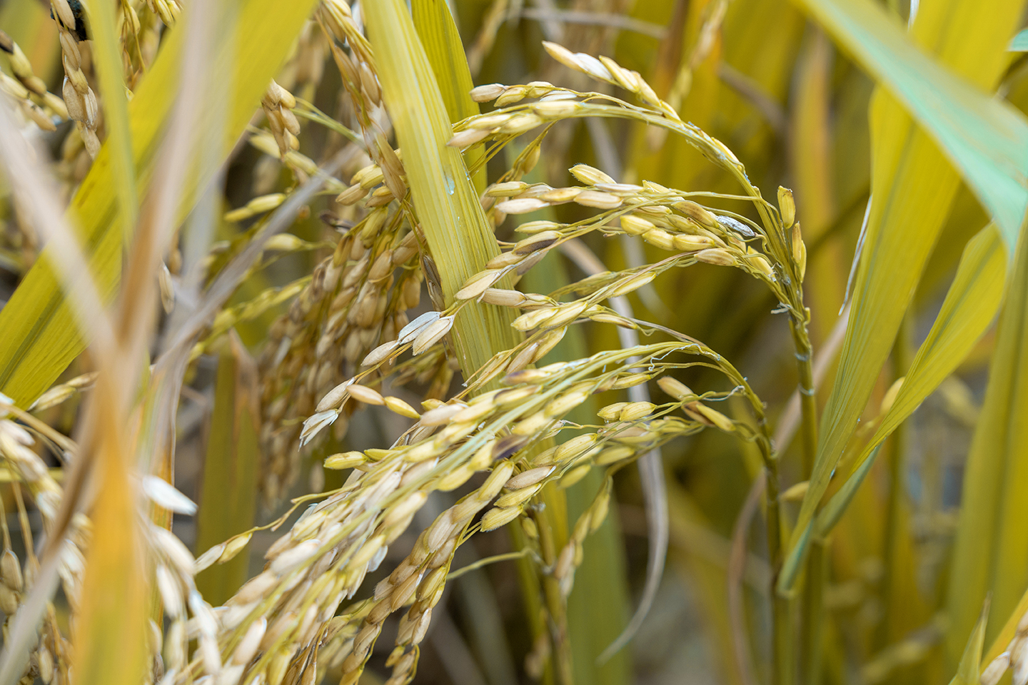 世界奇观龙脊梯田视频,世界梯田之冠桂林龙脊梯田