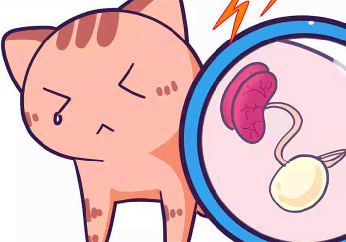 猫咪肾衰用降磷喂食法恢复正常后就是治愈?不,仍需持续控制