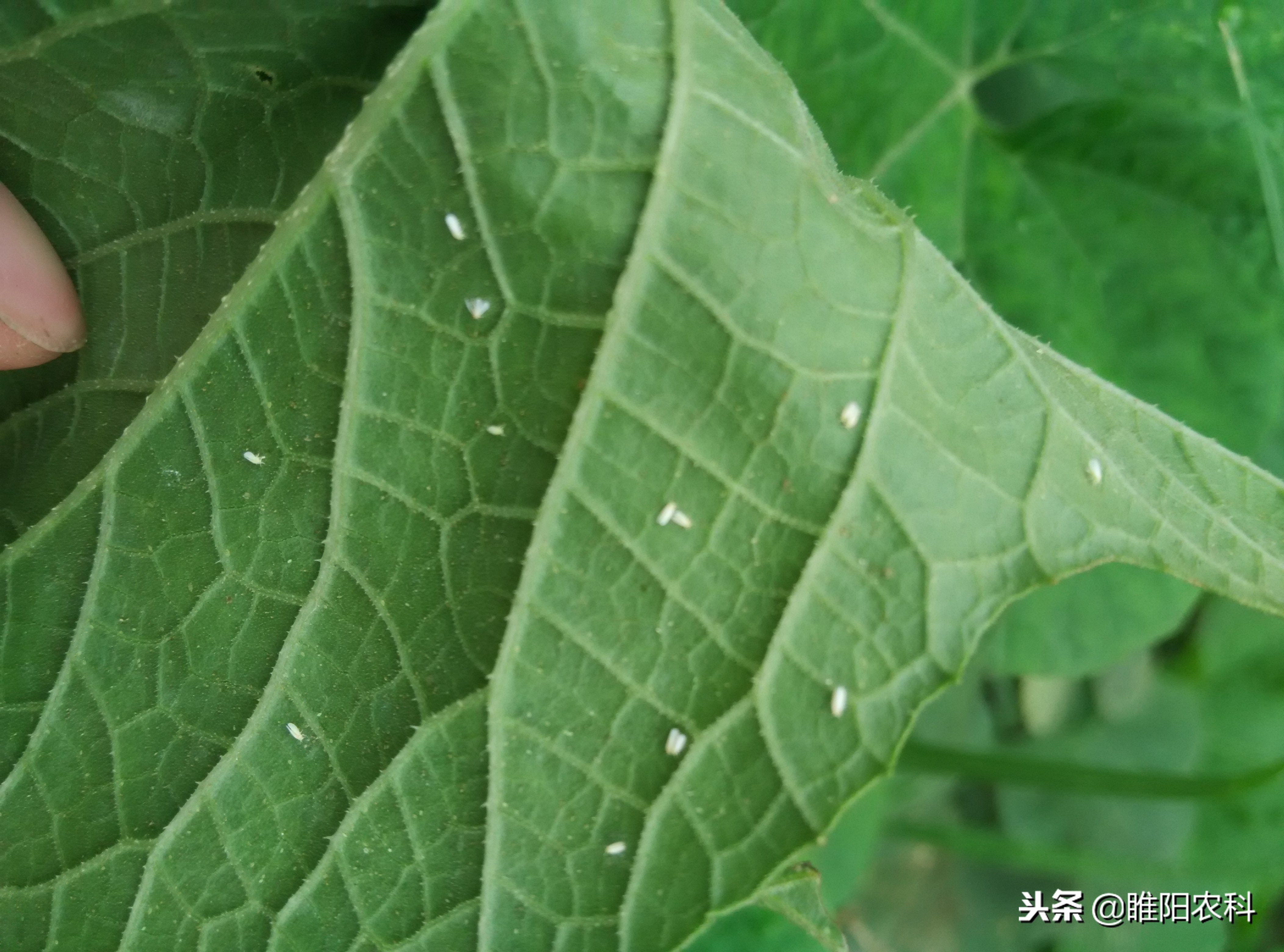 白粉虱抗性大打不掉怎么办,粉虱防治方法