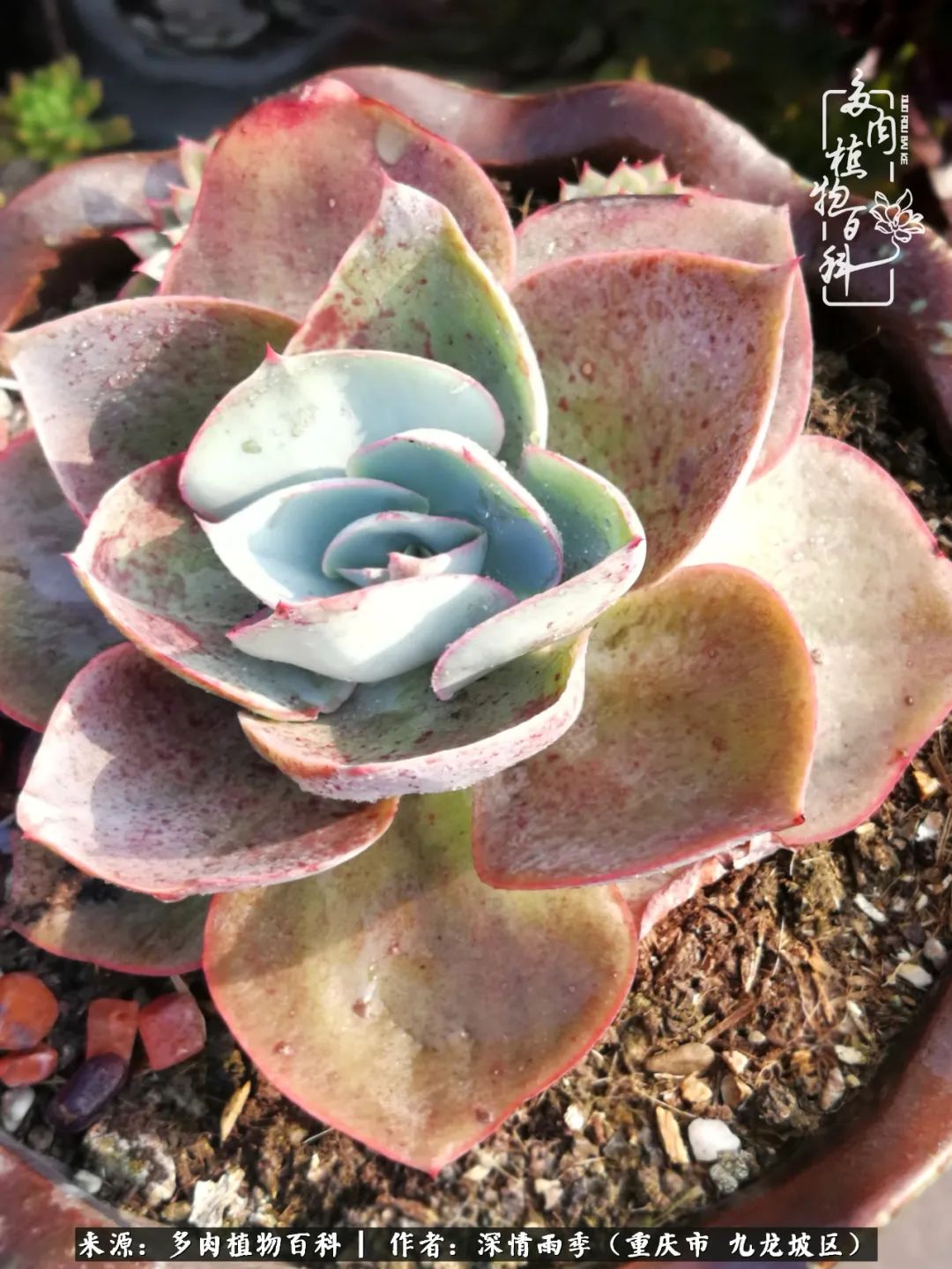 在重庆养多肉养的是一种信仰,重庆养多肉适合用什么土