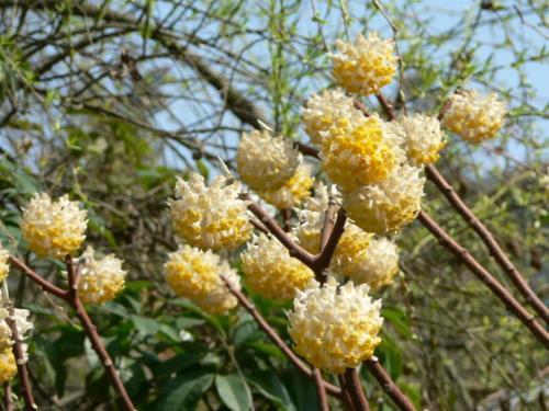 农村种什么经济作物可以致富,安徽农村种植什么树收益高销路好