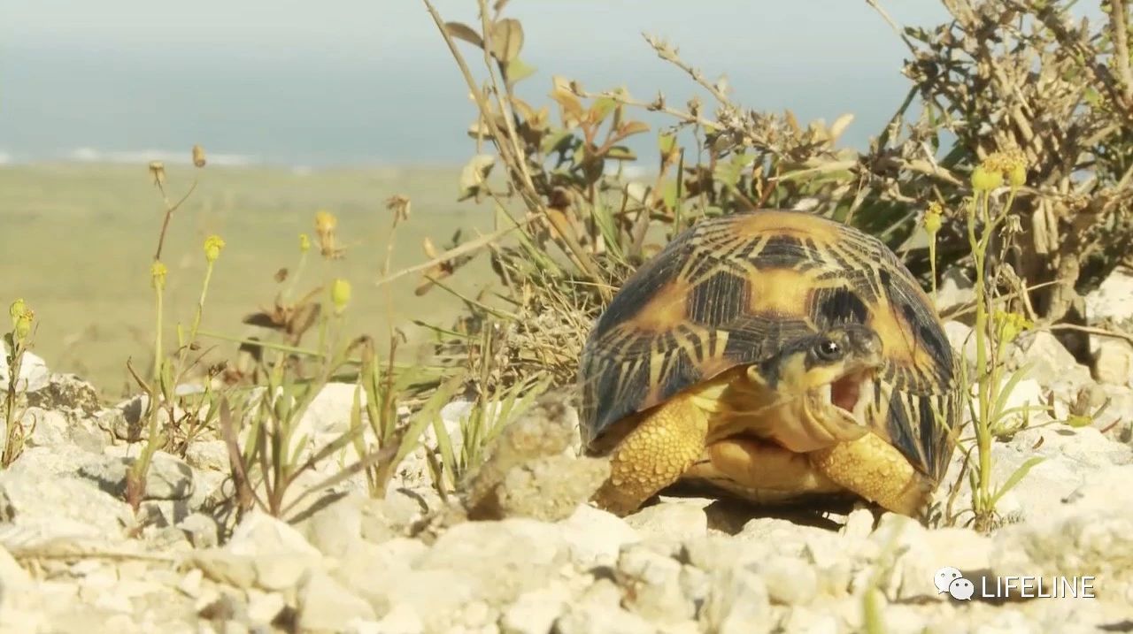 龟中“考拉”，请别让我们的孩子在博物馆见到它们...