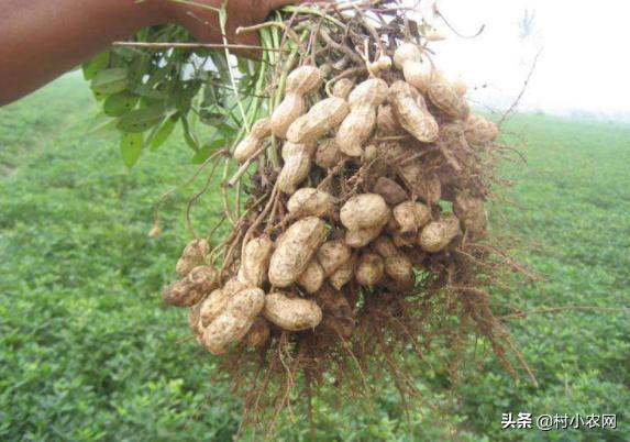 农作物小作坊创业项目,现在农村做什么种植最赚钱最稳