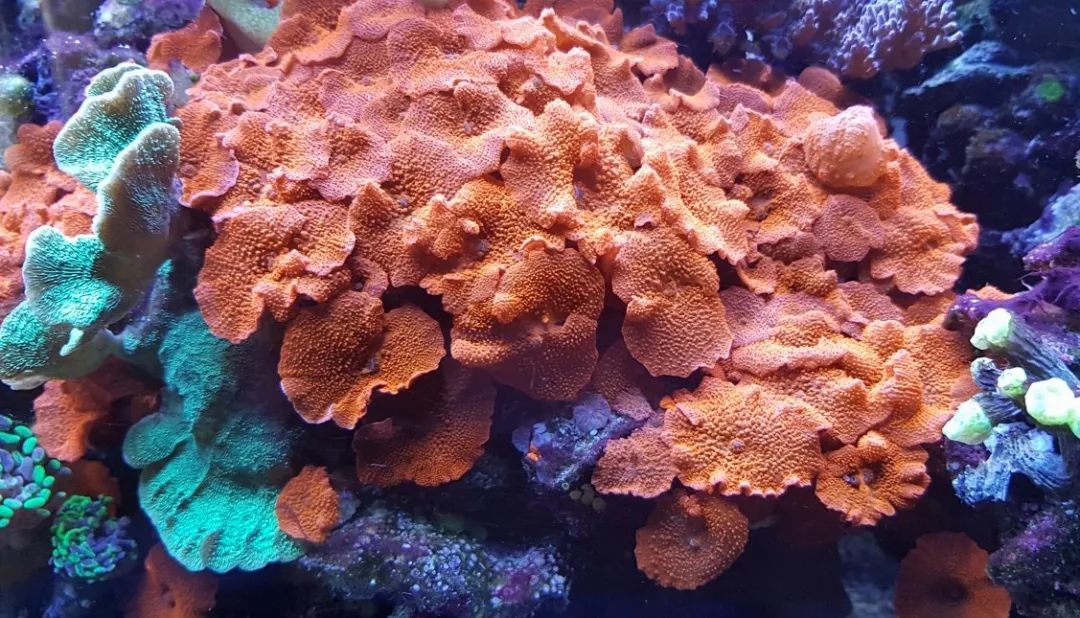 海精灵鱼友快问快答，这些你都知道吗？