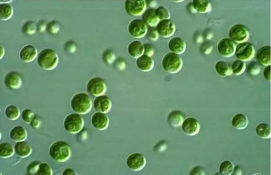 水产养殖业藻类的生命周期,水产养殖常见藻类植物