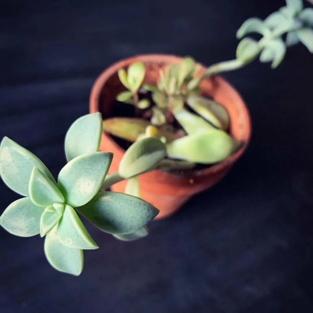 盆栽植物僵苗怎么了,养的植物总是僵苗