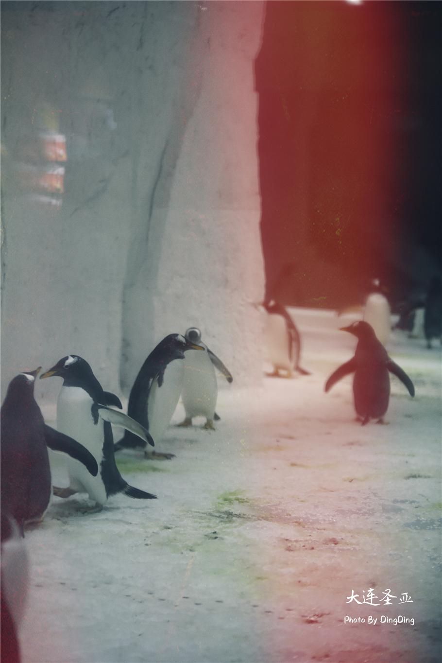 北方明珠活力四射的浪漫之都大连，国内最具特色的海洋世界圣亚