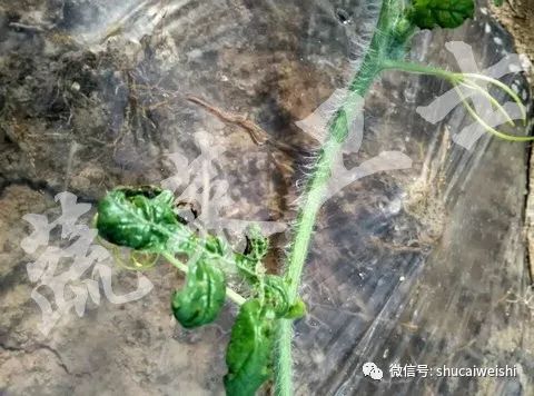 天气转凉的安全常识,强降温会引起药害吗