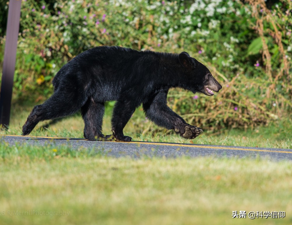 遇到熊如何自救,遇到熊如何保命装死有用吗