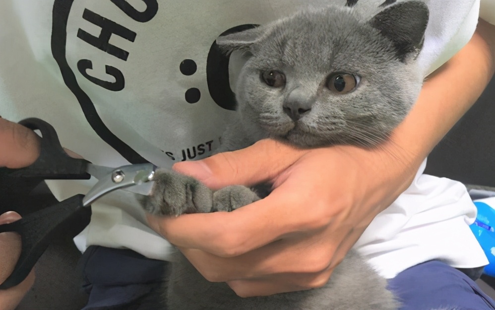 新手养猫必备10条干货,养猫省钱法养猫必备用品快来get吧