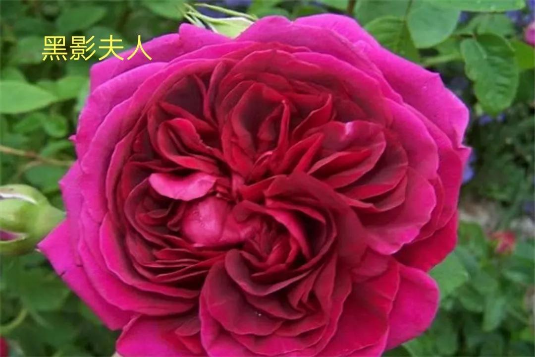 适合做切花的月季品种,十大公认最好切花月季