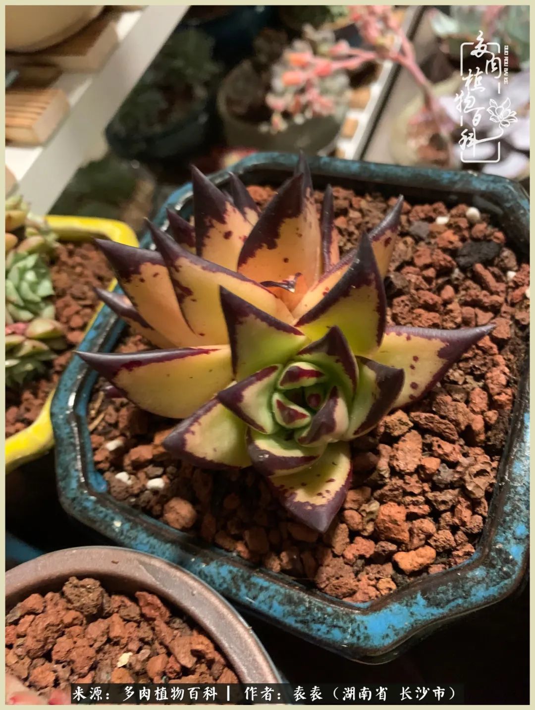 栽花种草的岁月，万物生长之阴晴圆缺