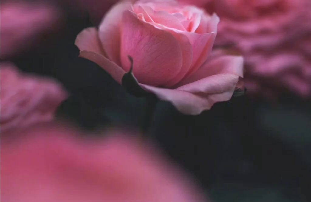 斗南今日玫瑰花价格,每日识花玫瑰花