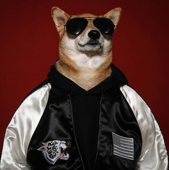 帅到各种时尚大牌求合作,它居然是条狗……你们信吗?