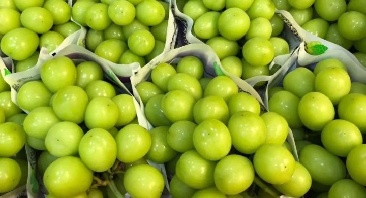 阳光玫瑰网红水果,阳光玫瑰水果视频