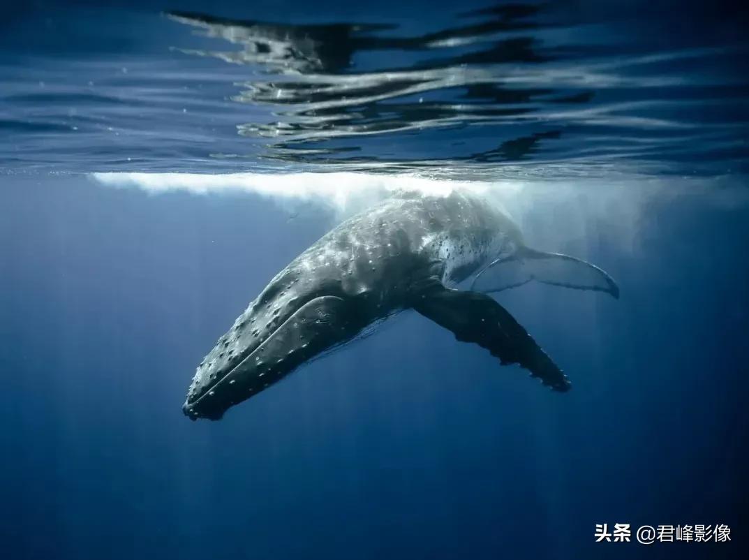 哈苏镜头就是不一样的感觉,哈苏镜头感