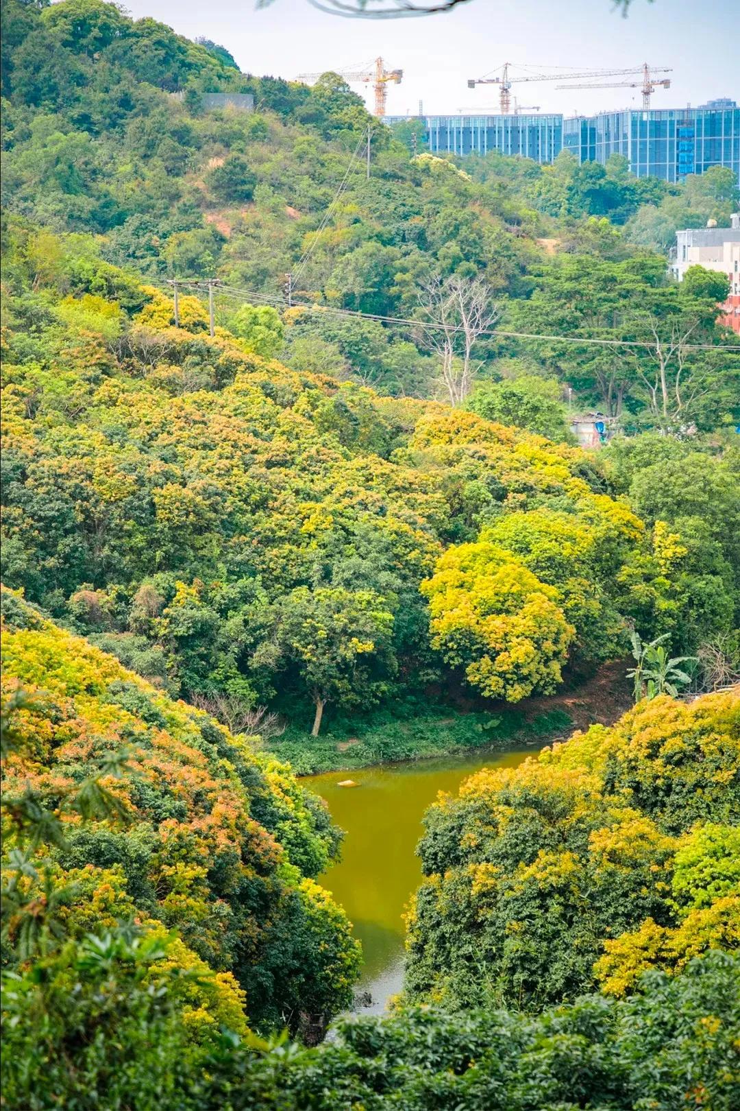 深圳值得去的地标,深圳值得去的景点排行榜