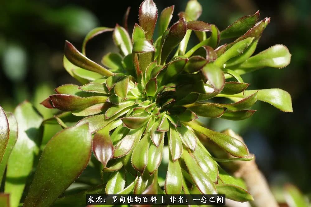 多肉牛群里的“七福神”（下）：男神篇！