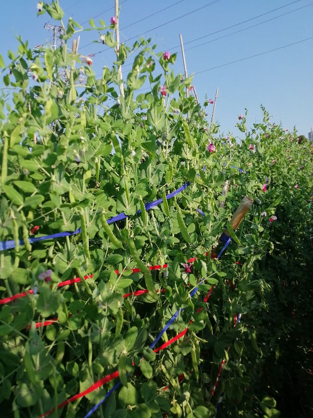 偶遇乡村田园生活视频,偶遇田园生活韩剧演员