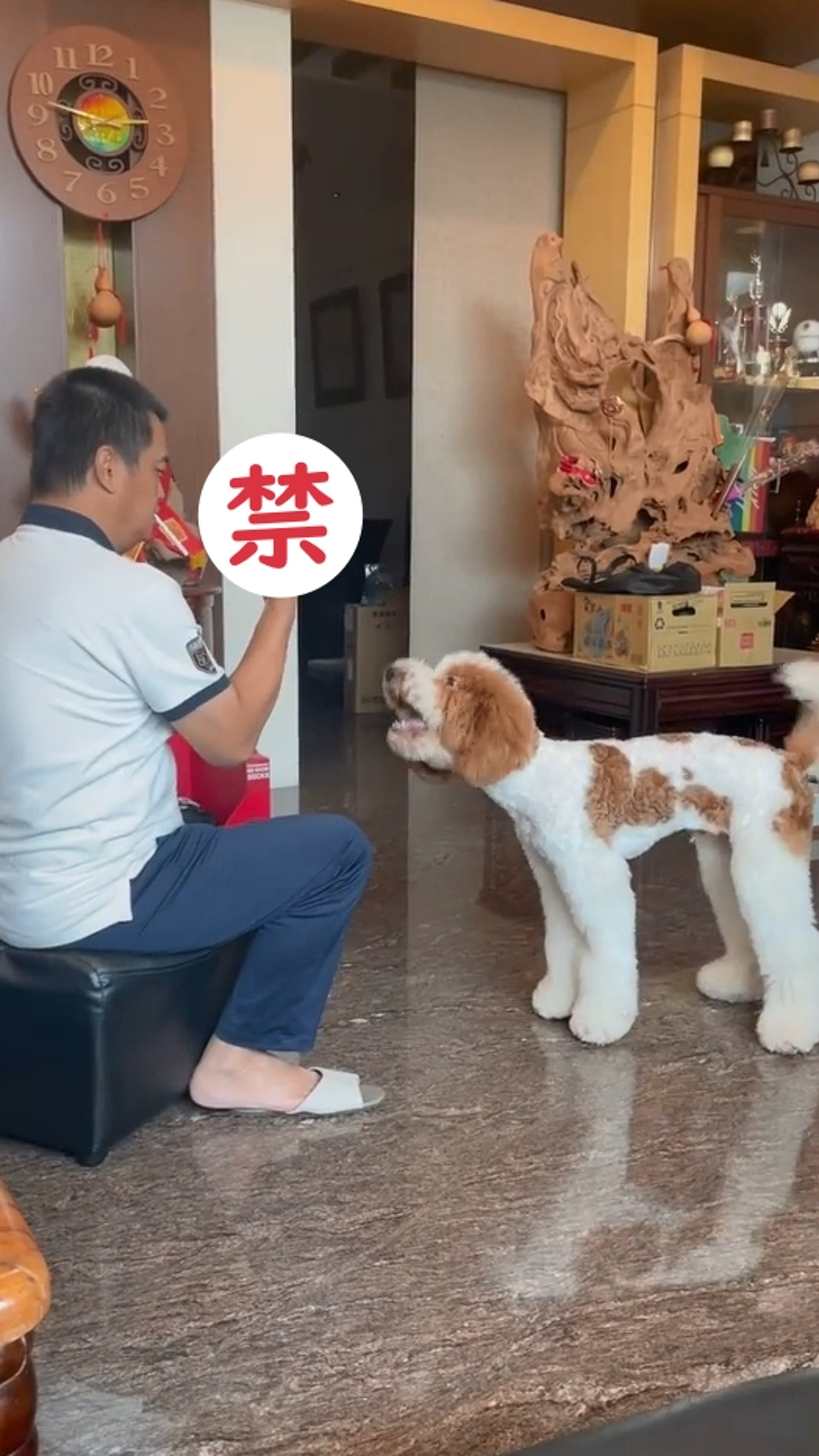 巨型贵宾犬发狂,巨型贵宾犬在家乱叫