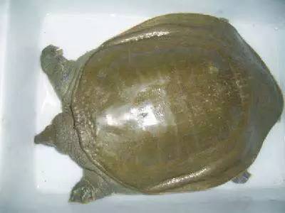 海鲜大全,最全海鲜冷知识