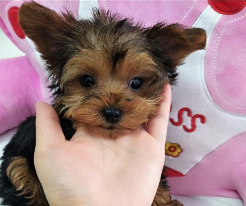 女生适合养什么狗约克夏,十种最好养的小型犬约克夏