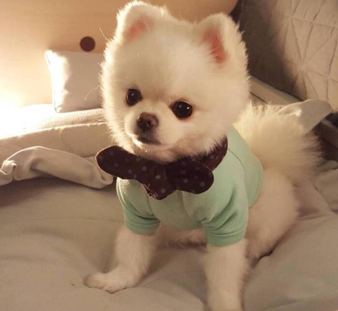 养狗狗是养博美好还是养泰迪好,养小博美是一种什么样的体验