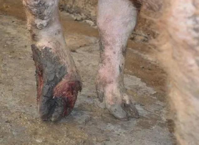 猪烂蹄子病多发在什么季节,猪烂蹄症状