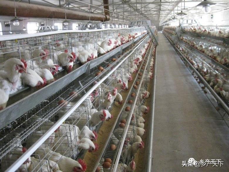 山西大象农牧：“大象模式”成了助农增收的“金钥匙”