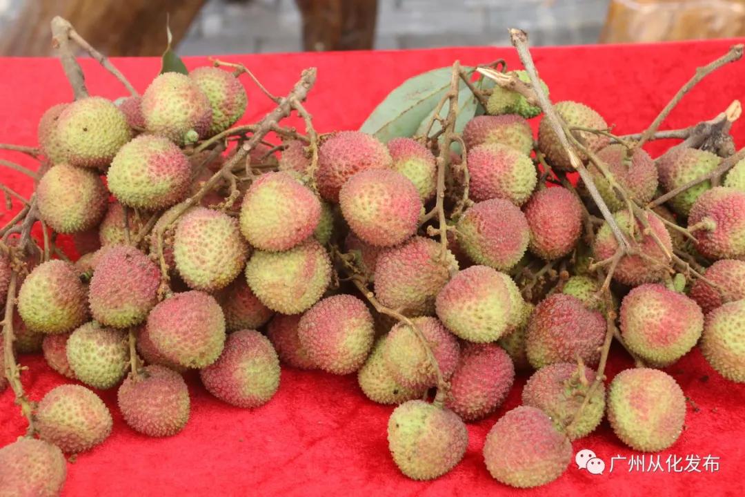 广州从化荔枝公益系列,广州从化公益荔枝