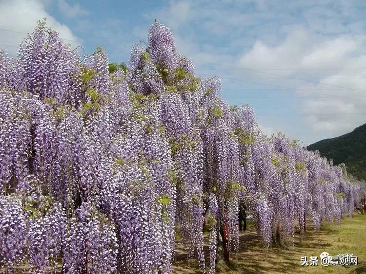 最美紫藤花动态,紫藤几年修剪一次怎么修剪的