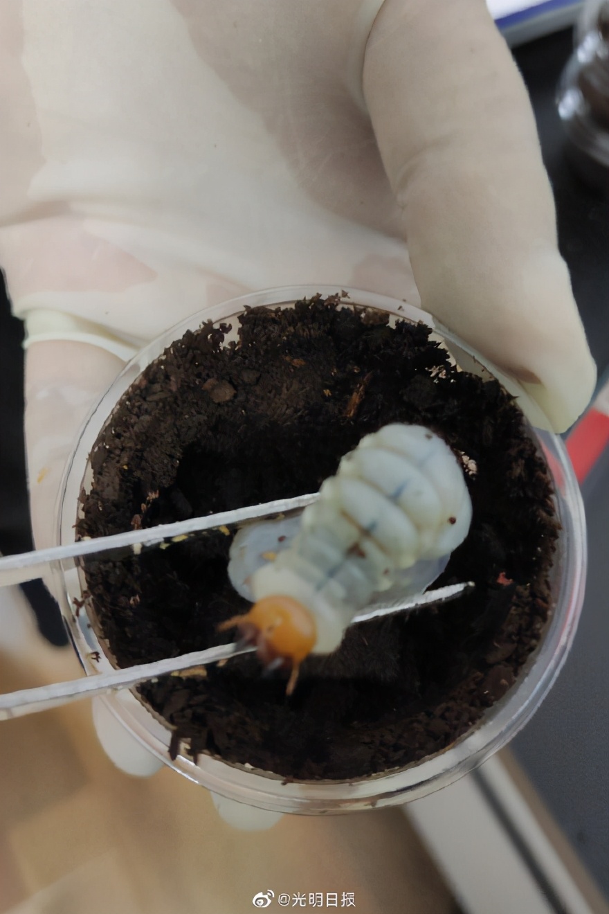 海关发现13只活体甲虫,海关检查发现活体甲虫