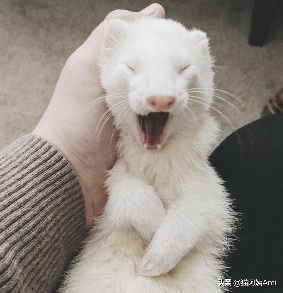 养只雪狐当宠物,宠物雪貂怎么养