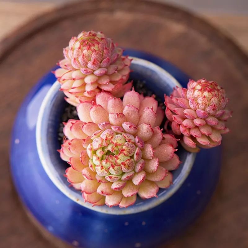 又萌又美丽好养的多肉,哪些多肉是小可爱种的