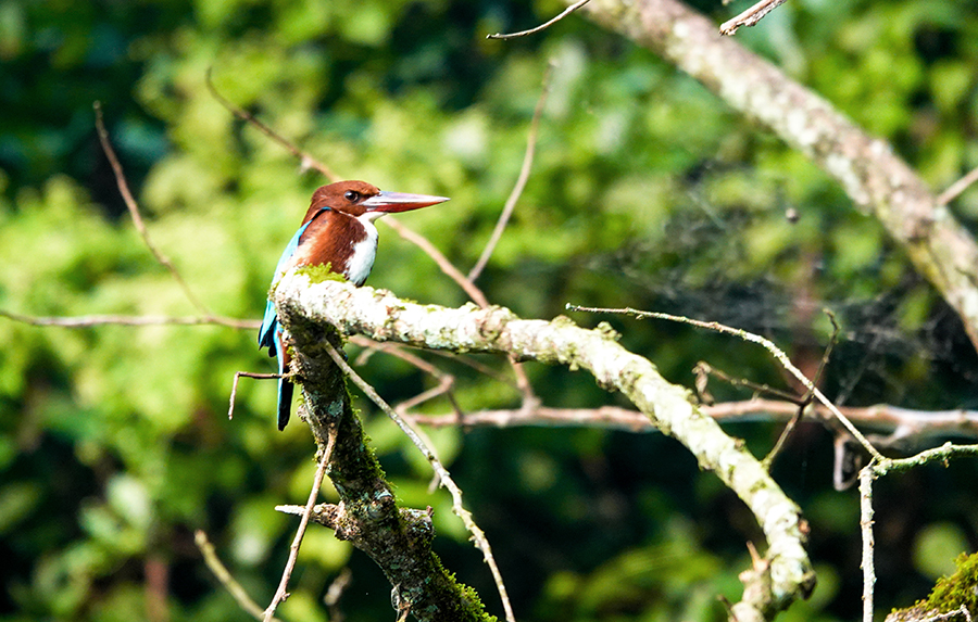 尼泊尔十堰,尼泊尔为什么这么穷