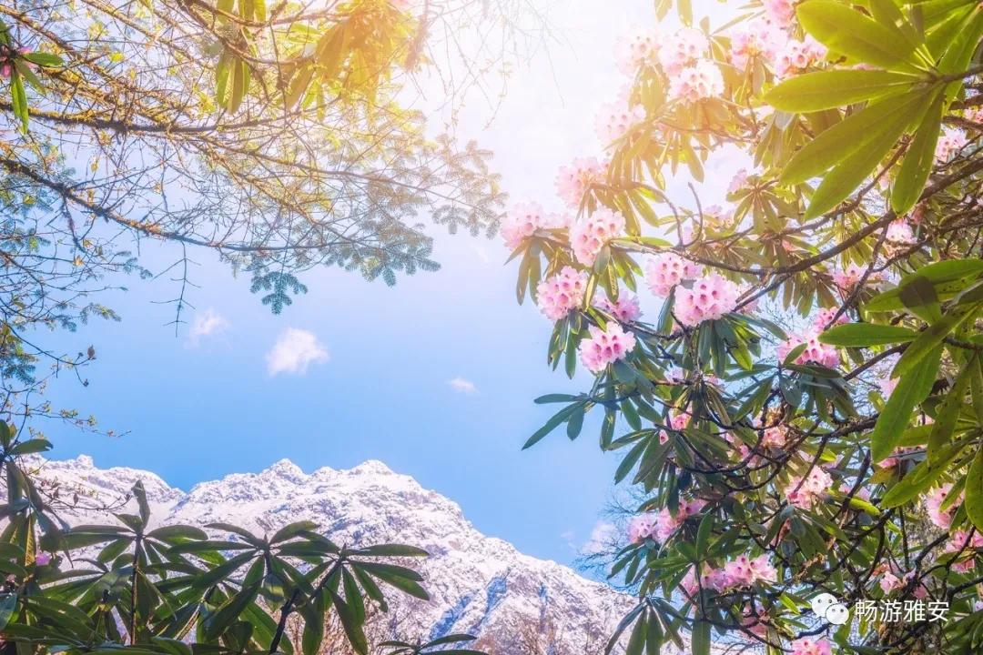 雅安4天旅游攻略最新版,五一去雅安的攻略