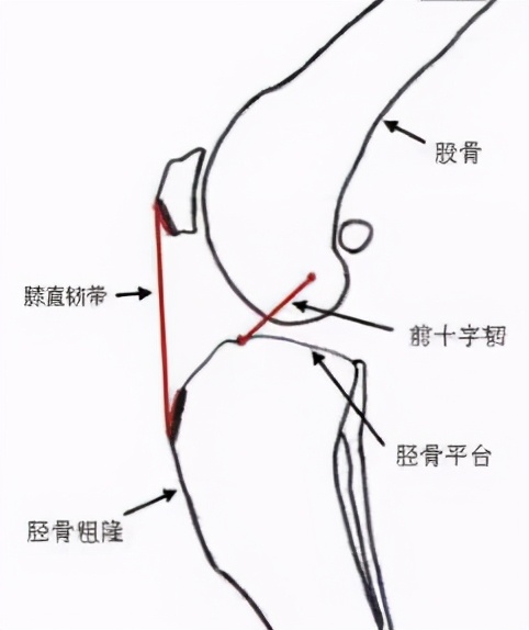 狗狗喜欢追逐移动的东西,狗狗前十字韧带撕裂
