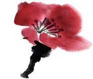 零基础梅花花朵入门画法,零基础学国画梅花入门步骤