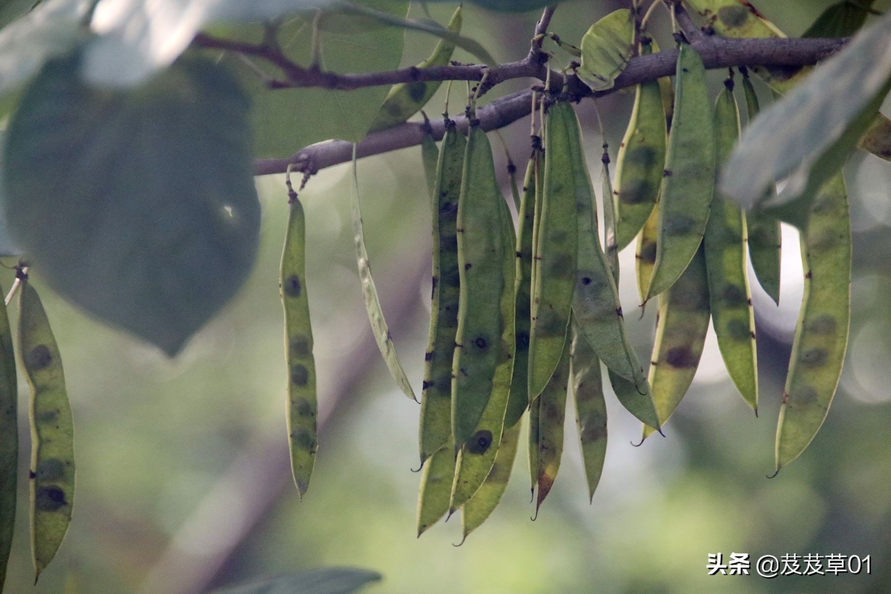 熬过这段难熬的日子就会破茧成蝶,破茧成蝶熬过就是重生