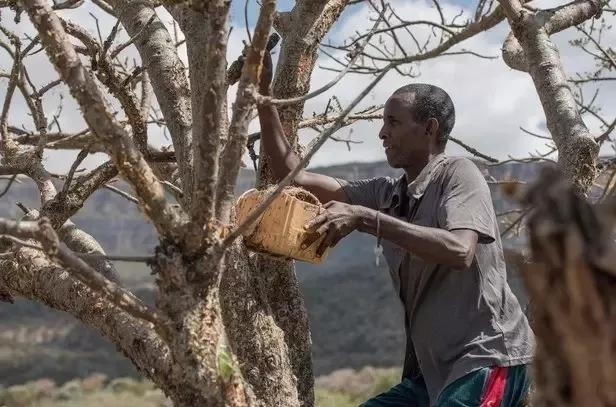 乳香,用千年不腐的决心治愈肌肤